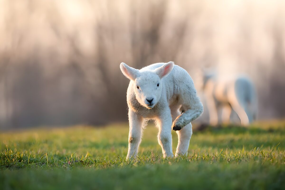 Weißes Lamm auf sonniger Wiese