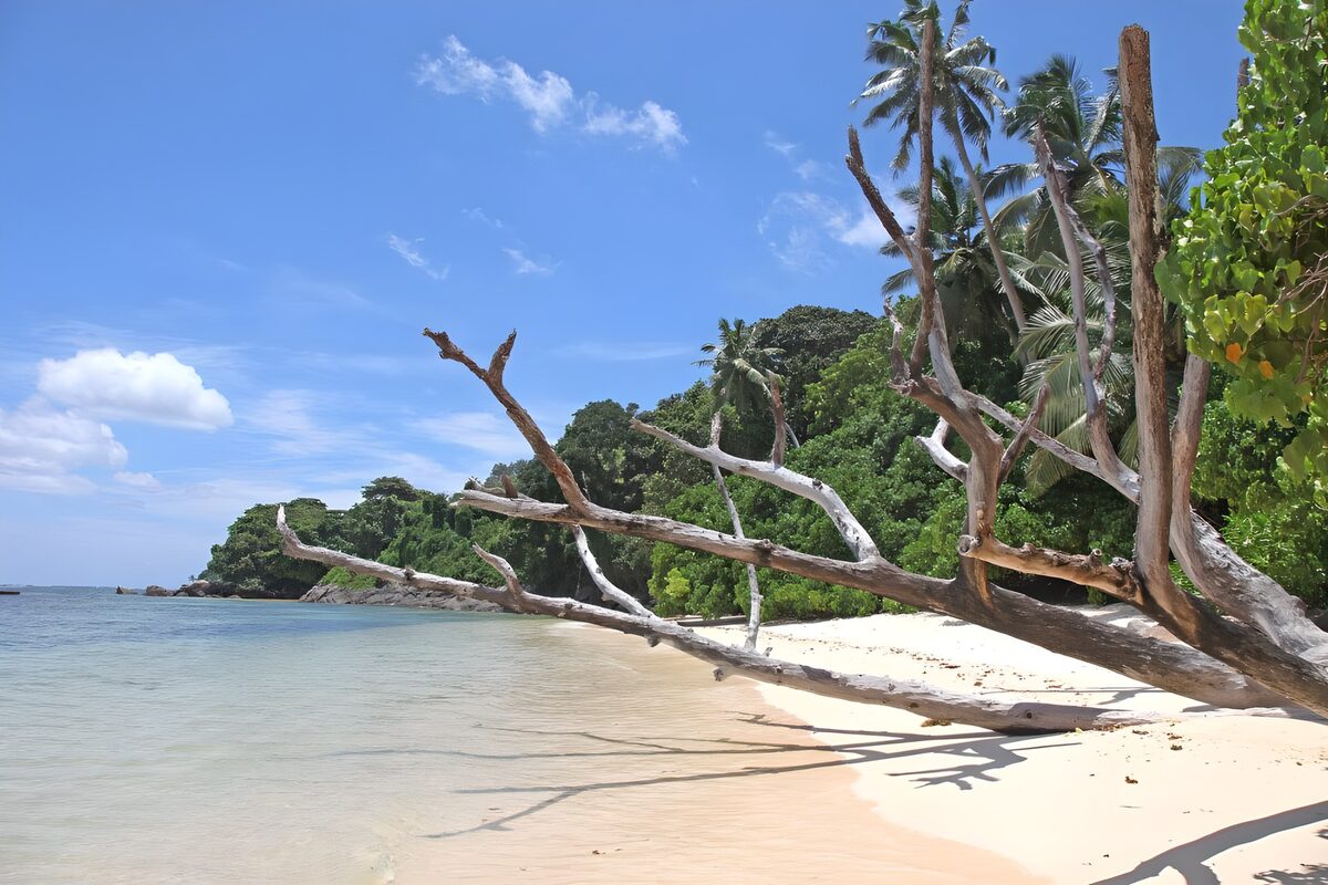 Umgestürzter Baum am sonnigen Tropenstrand