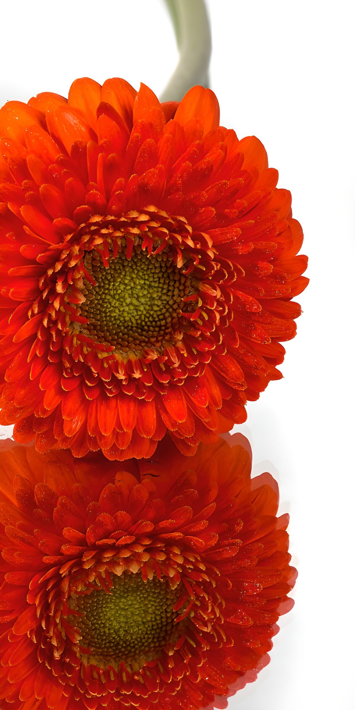 Orange Gerbera mit Spiegelbild