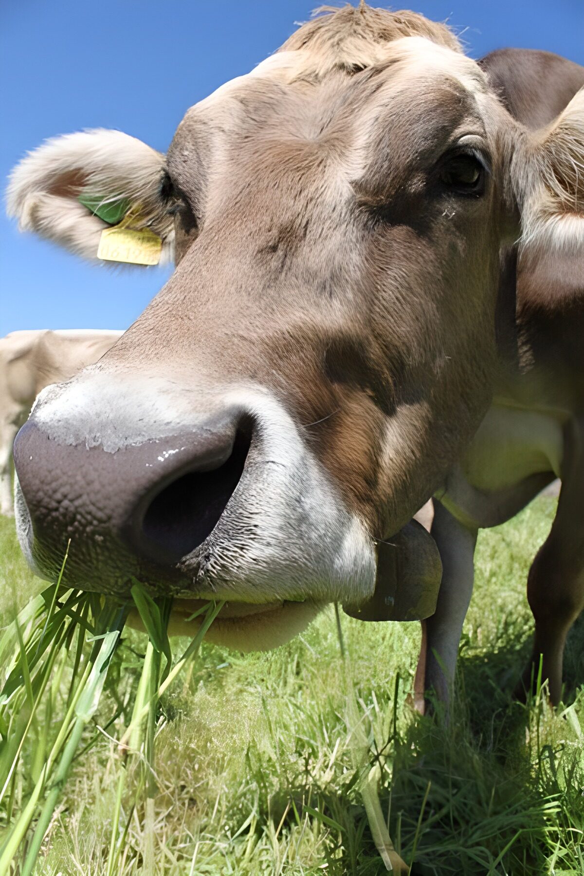 Braungraue Kuh beim Grasen in Nahaufnahme