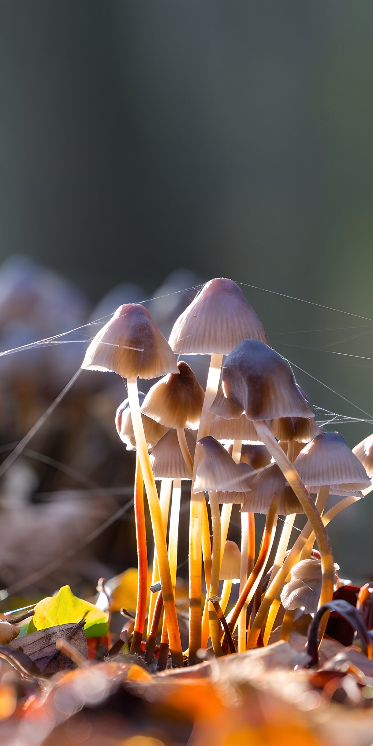 Kleine Pilze im herbstlichen Gegenlicht