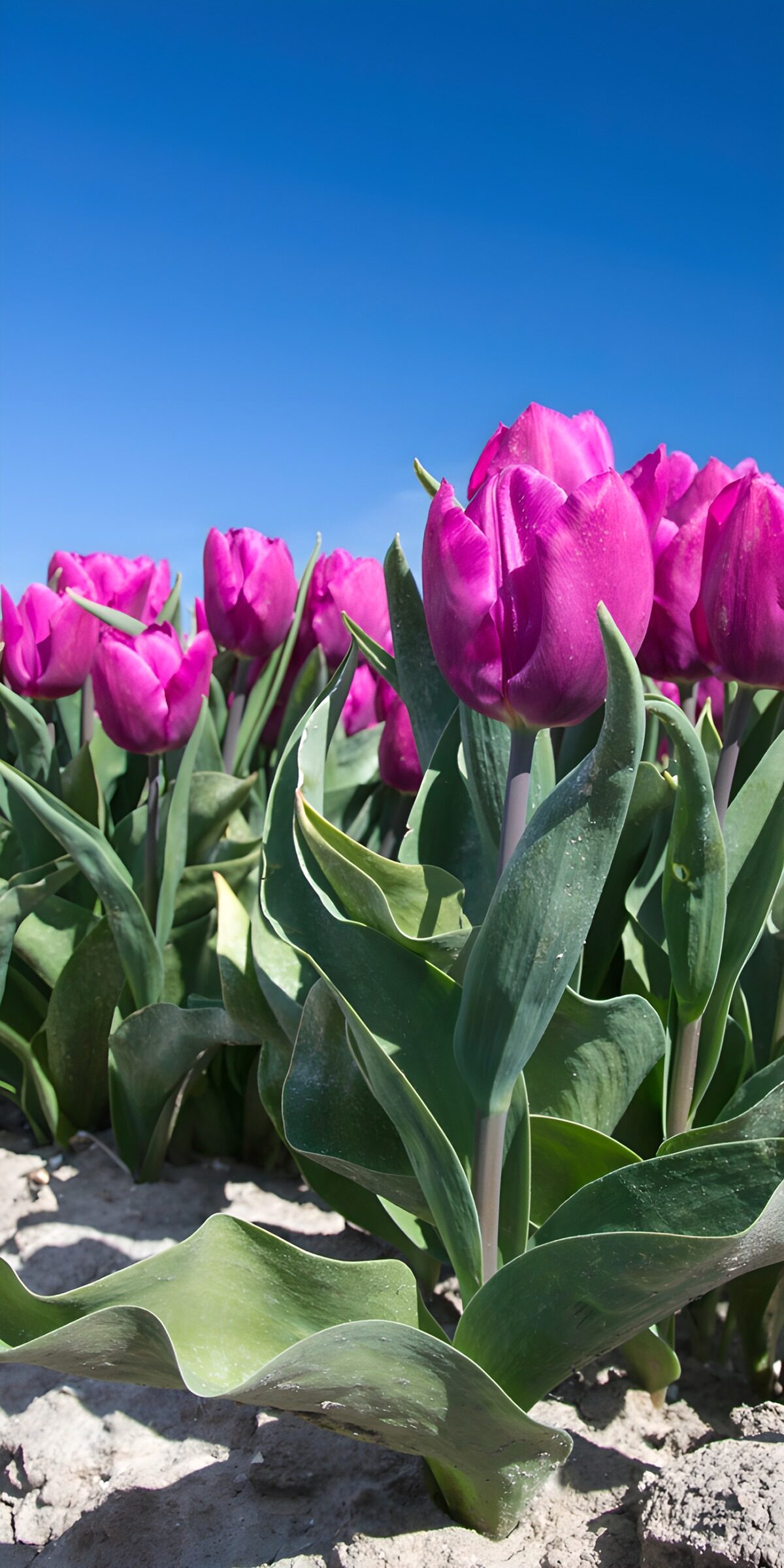 Pinke Tulpen unter blauem Himmel