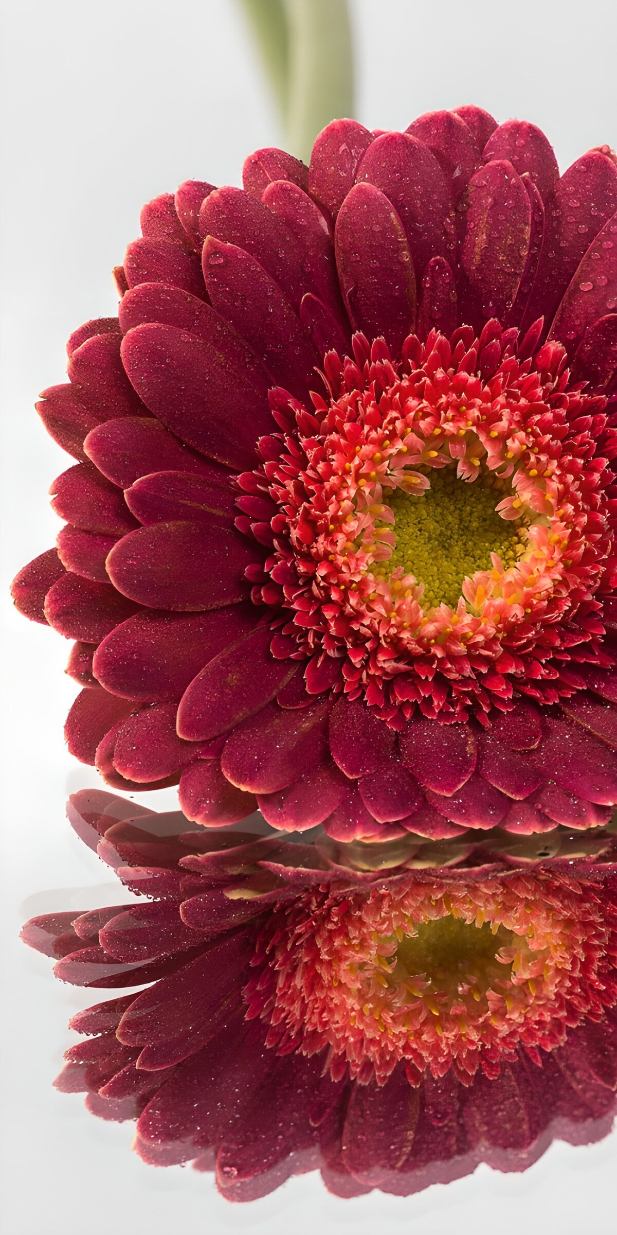 Rote Gerbera mit Spiegelbild