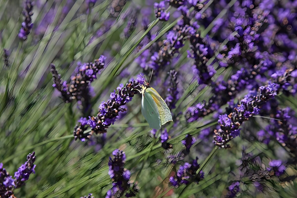 Gelber Schmetterling auf sonnigem Lavendel