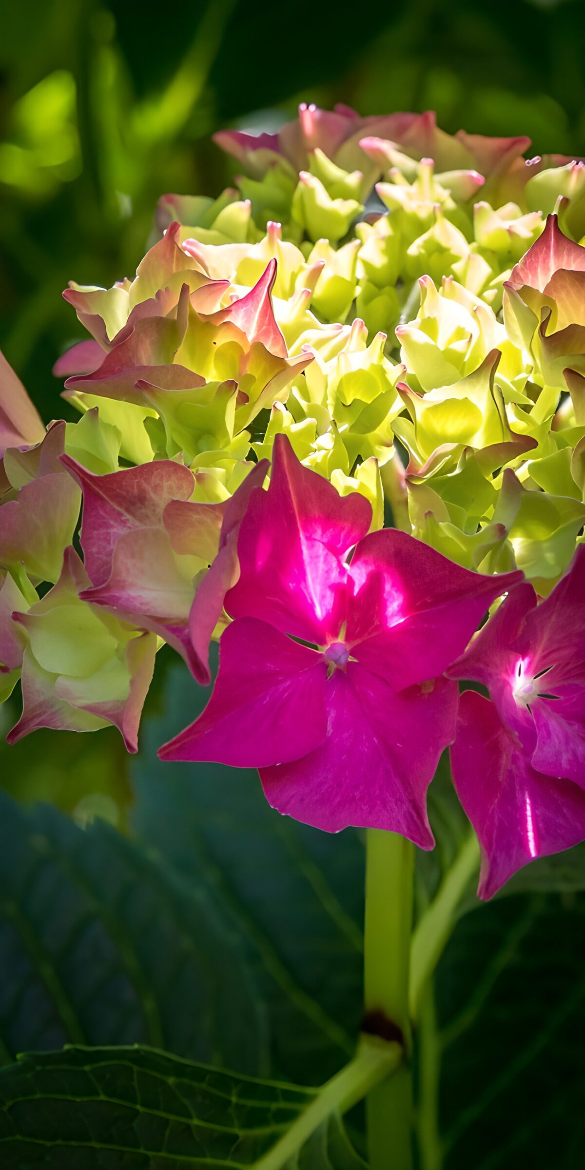Hortensie in Pink und Gelbgrün