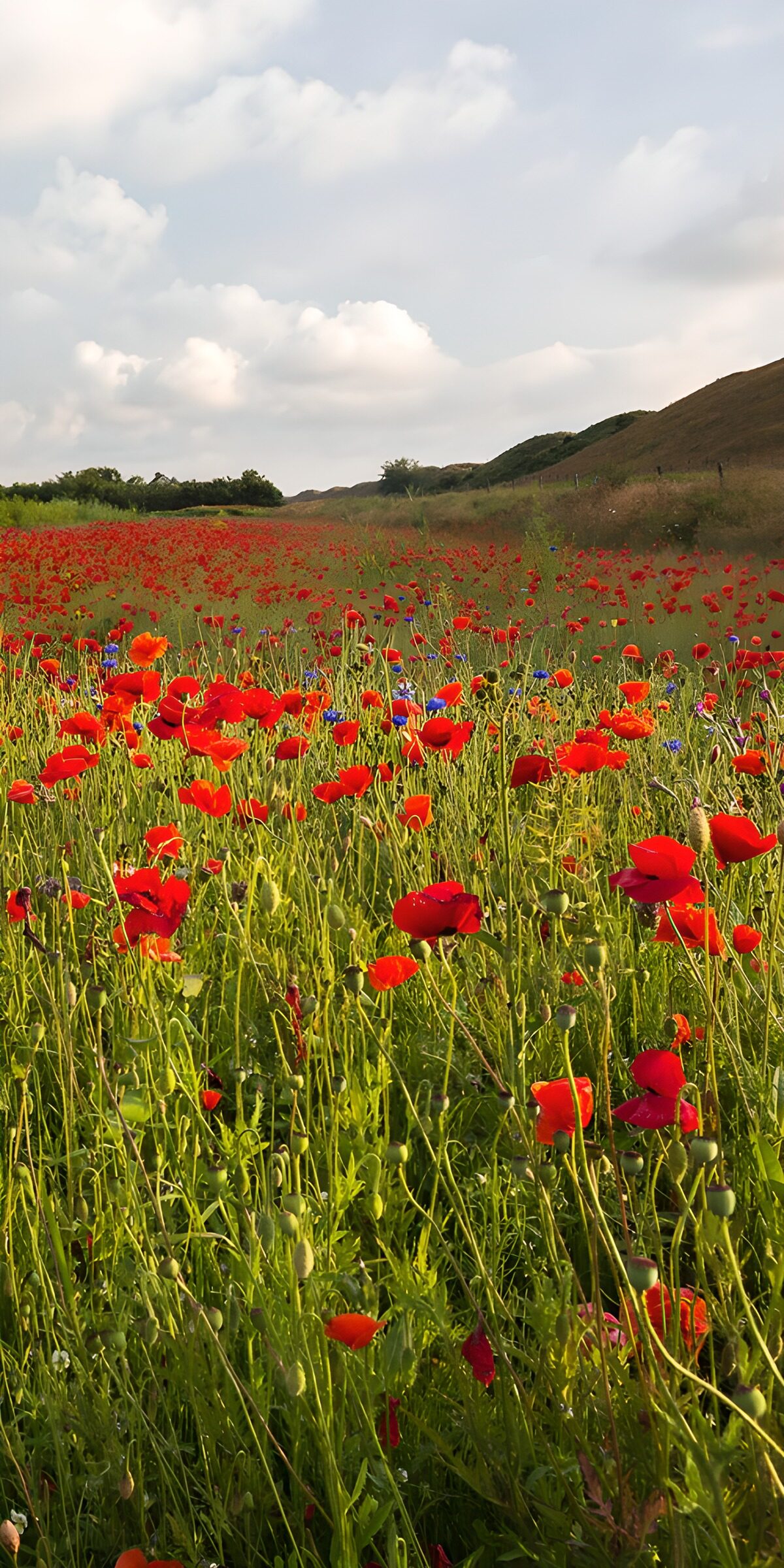 Mohnwiese mit blauen Kornblumen