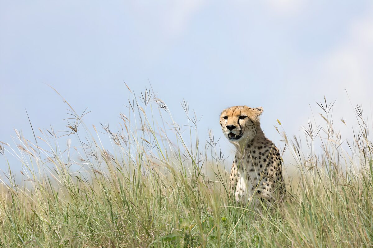 Wachsamer Gepard im hohen Gras