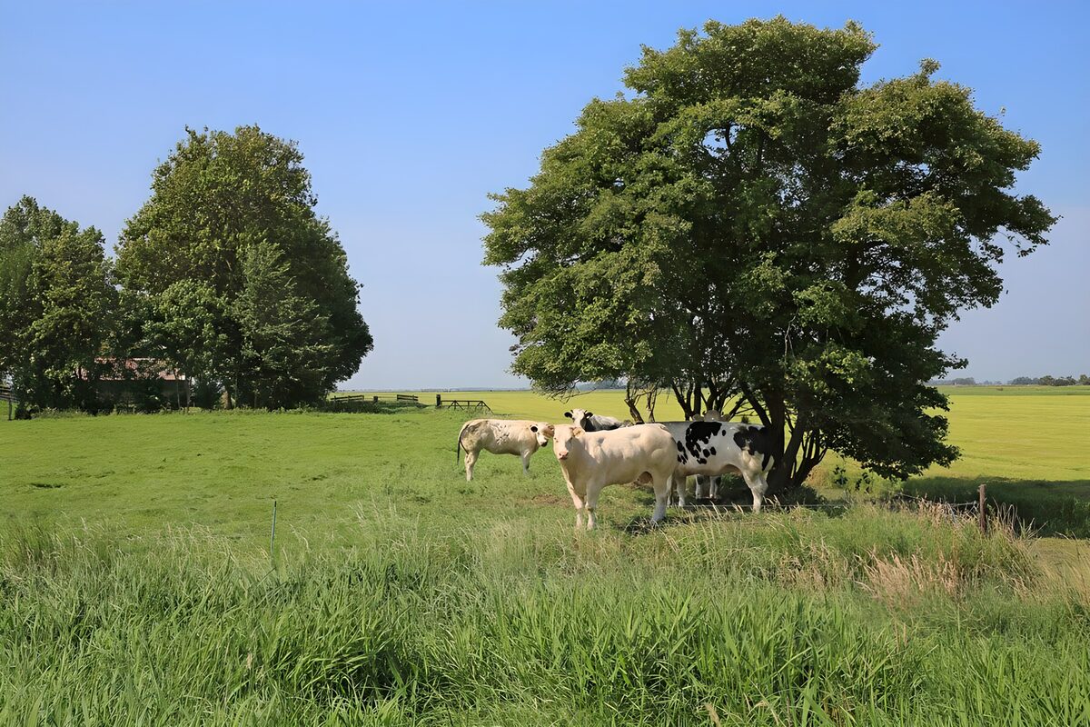 Kühe im Schatten eines großen Baumes