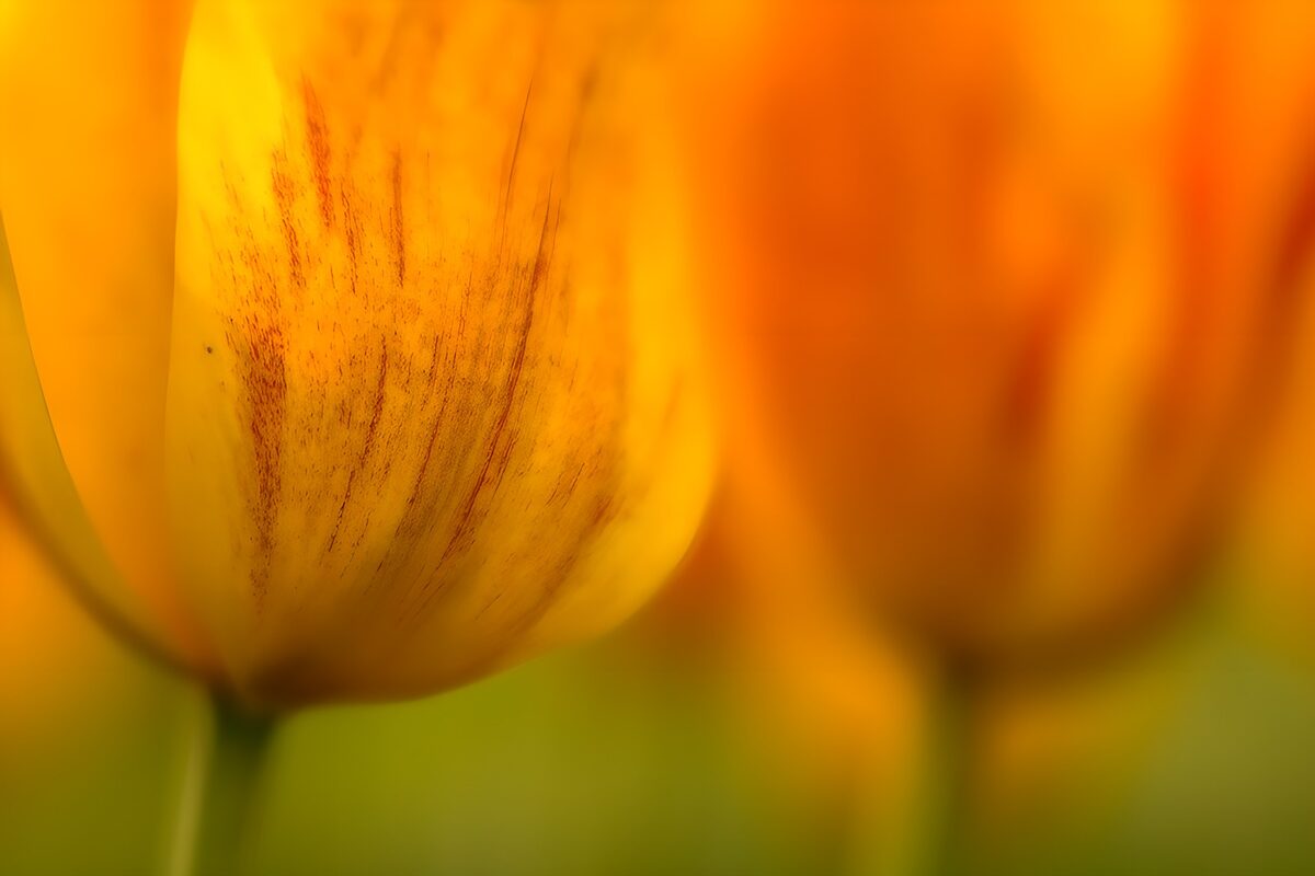 Gelbe Tulpe mit orangefarbenen Streifen