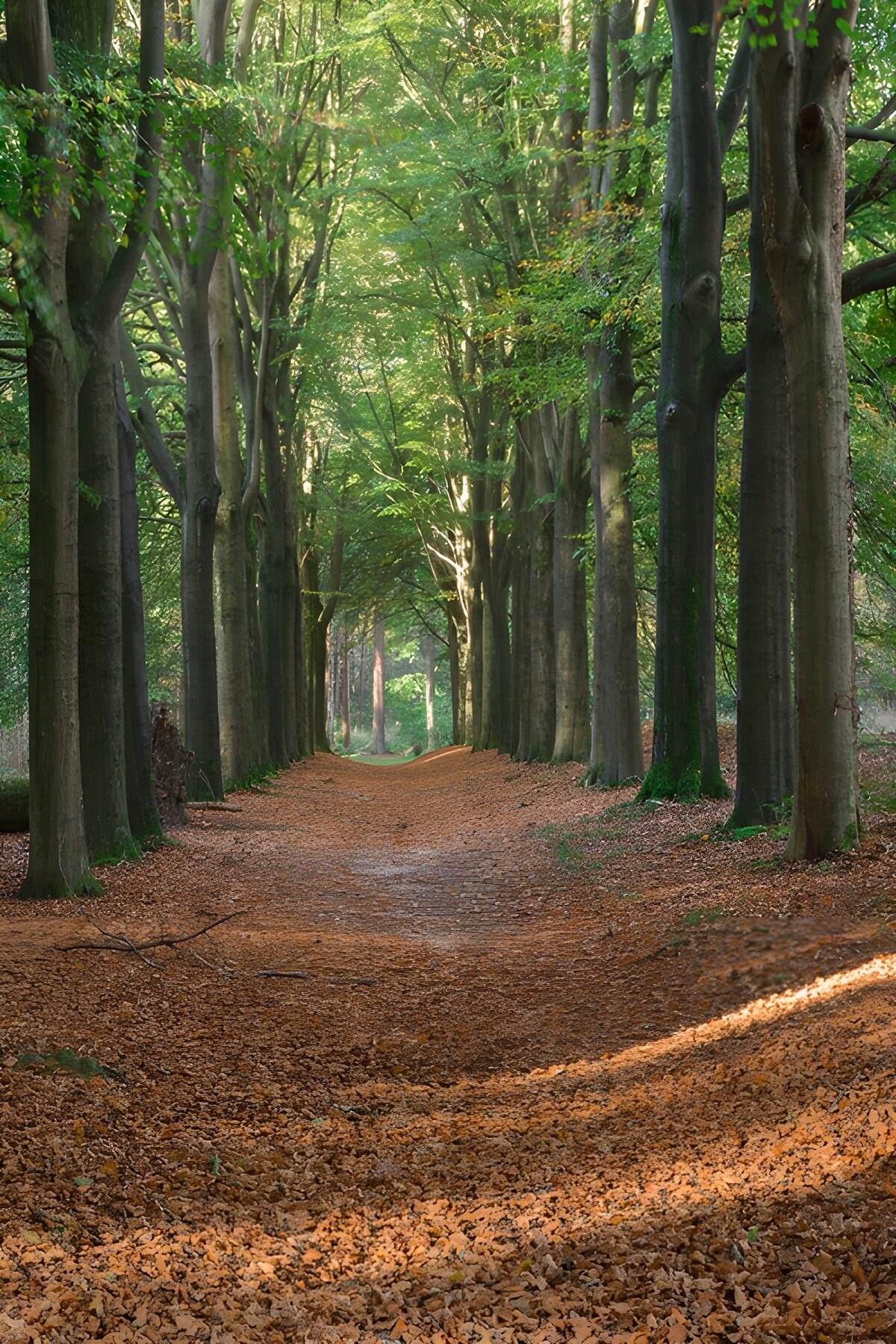 Herbstliche Baumallee im Sonnenlicht