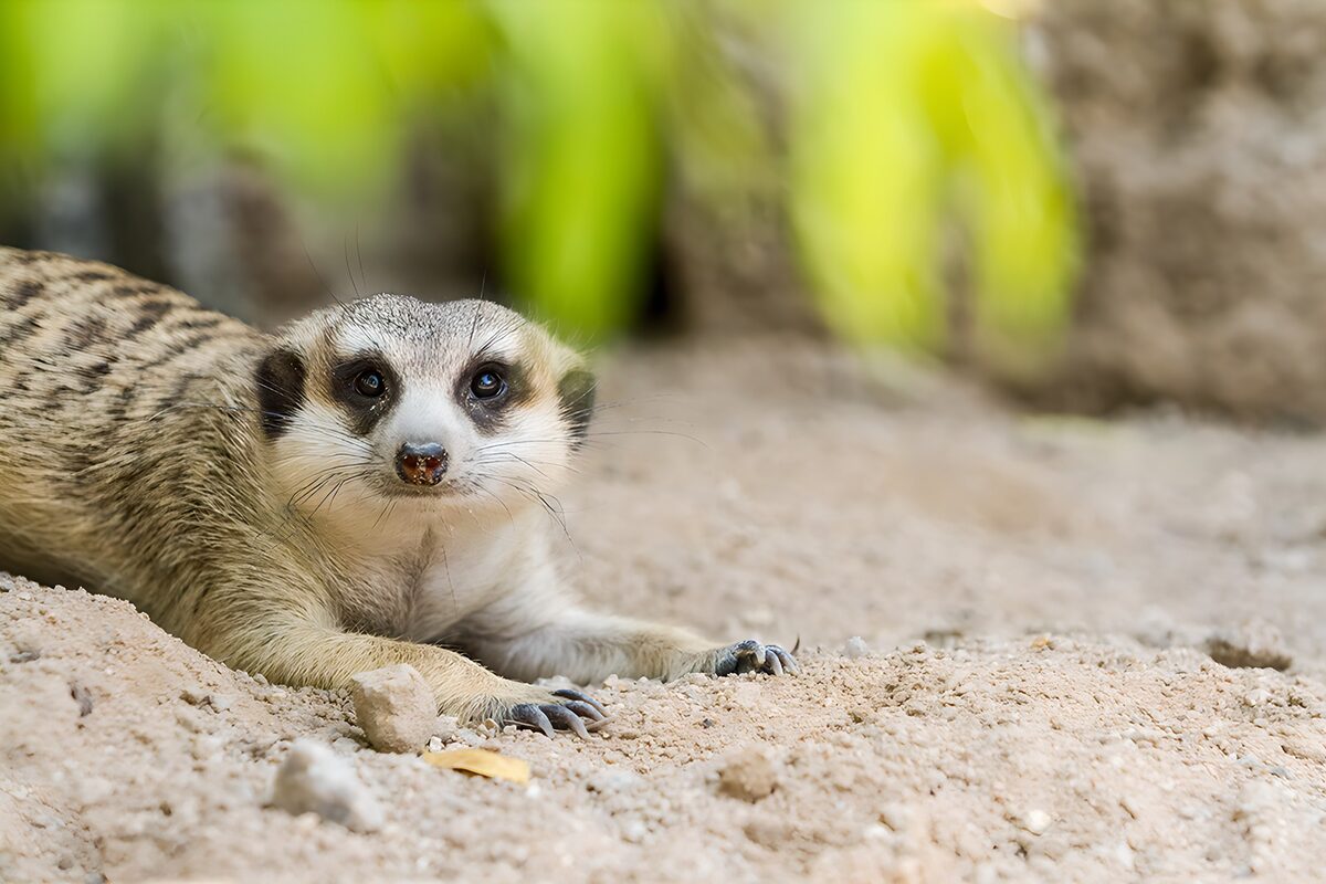 Erdmännchen im Sand, entspannt und wachsam