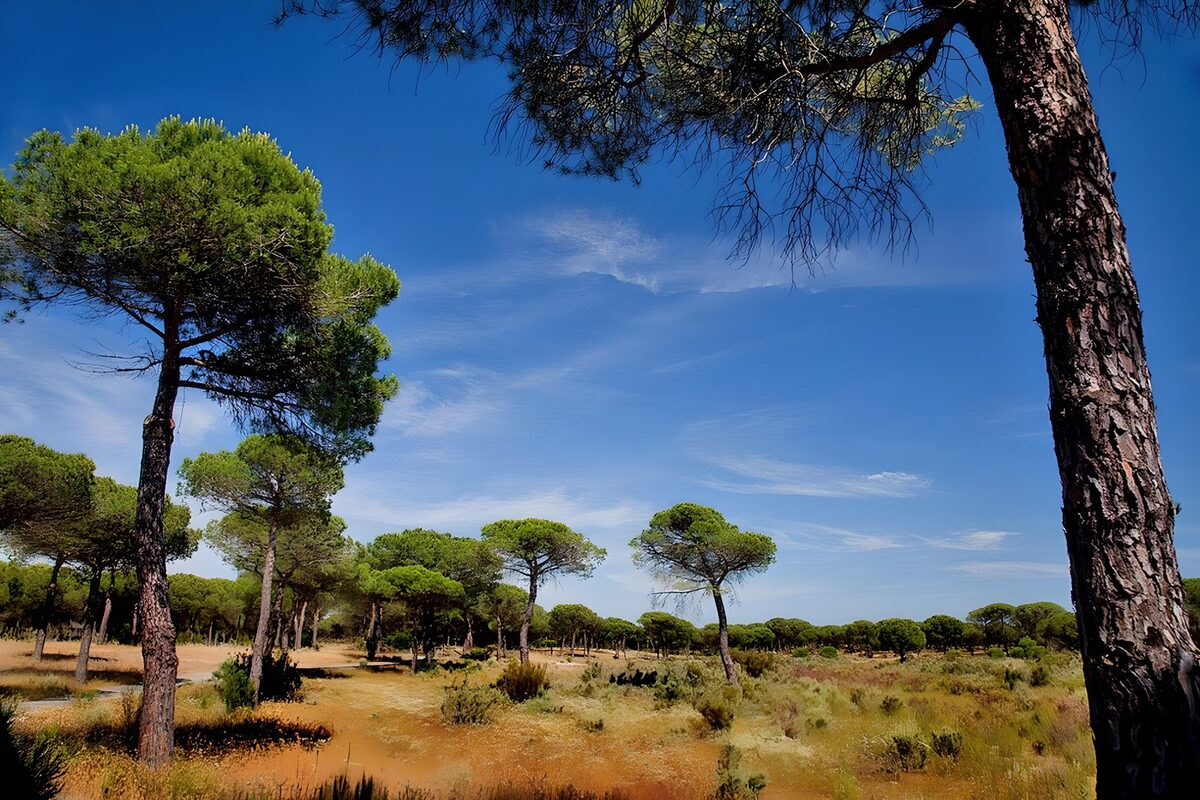 Kiefern unter blauem Sommerhimmel