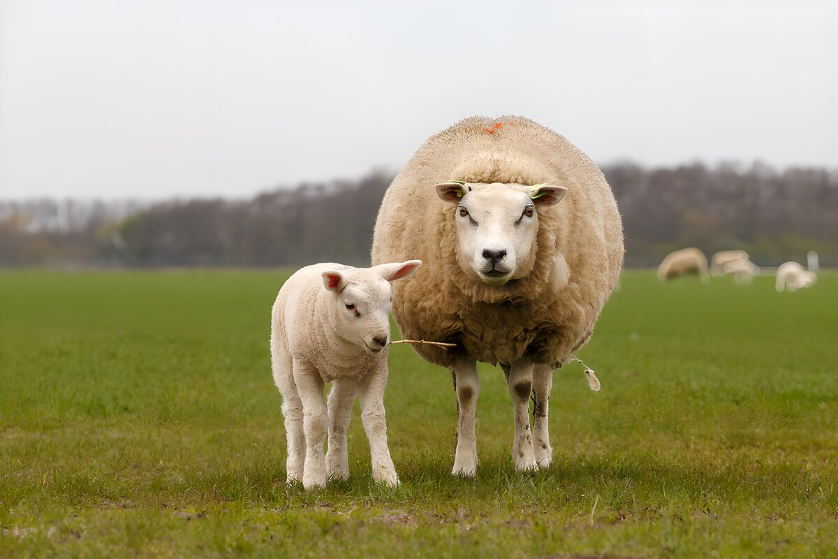 Schaf und Lamm auf grüner Weide