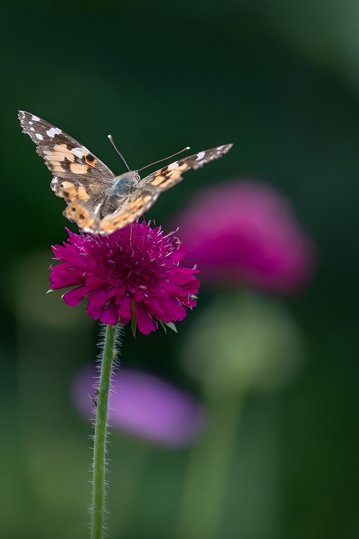 Schmetterling auf leuchtend lila Blüte