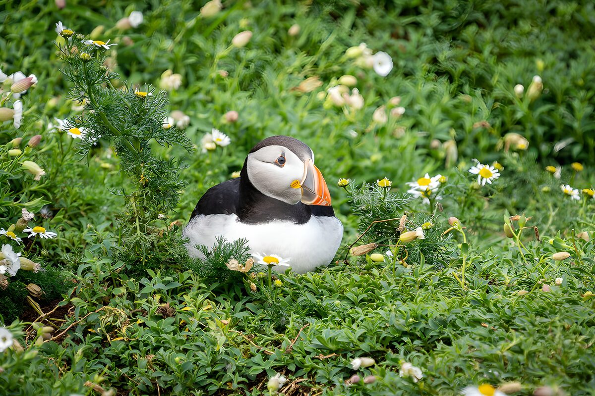 Papageitaucher zwischen weißen Blüten