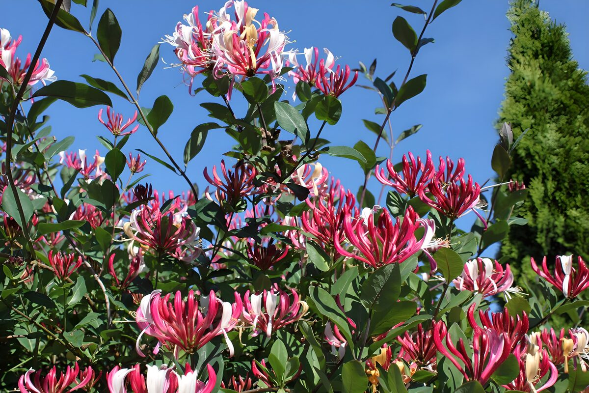 Geißblattblüten greifen nach dem Himmel