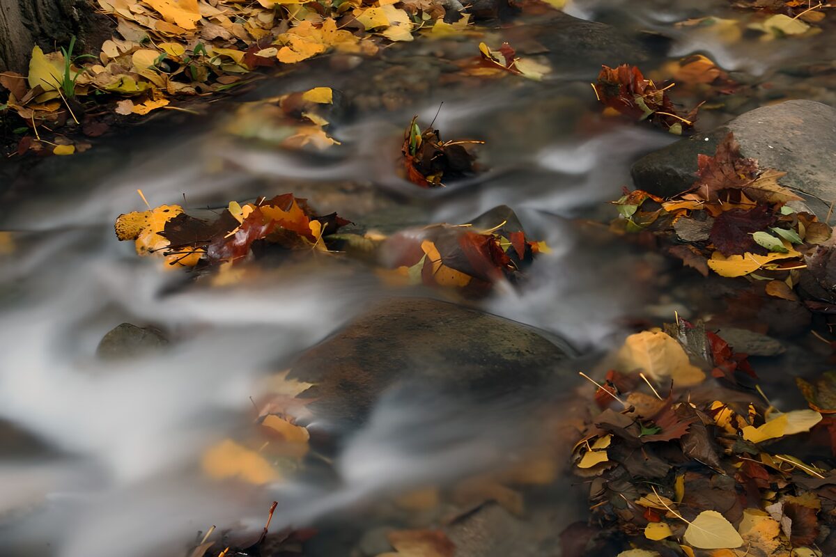 Herbstlaub und Steine im Waldbach