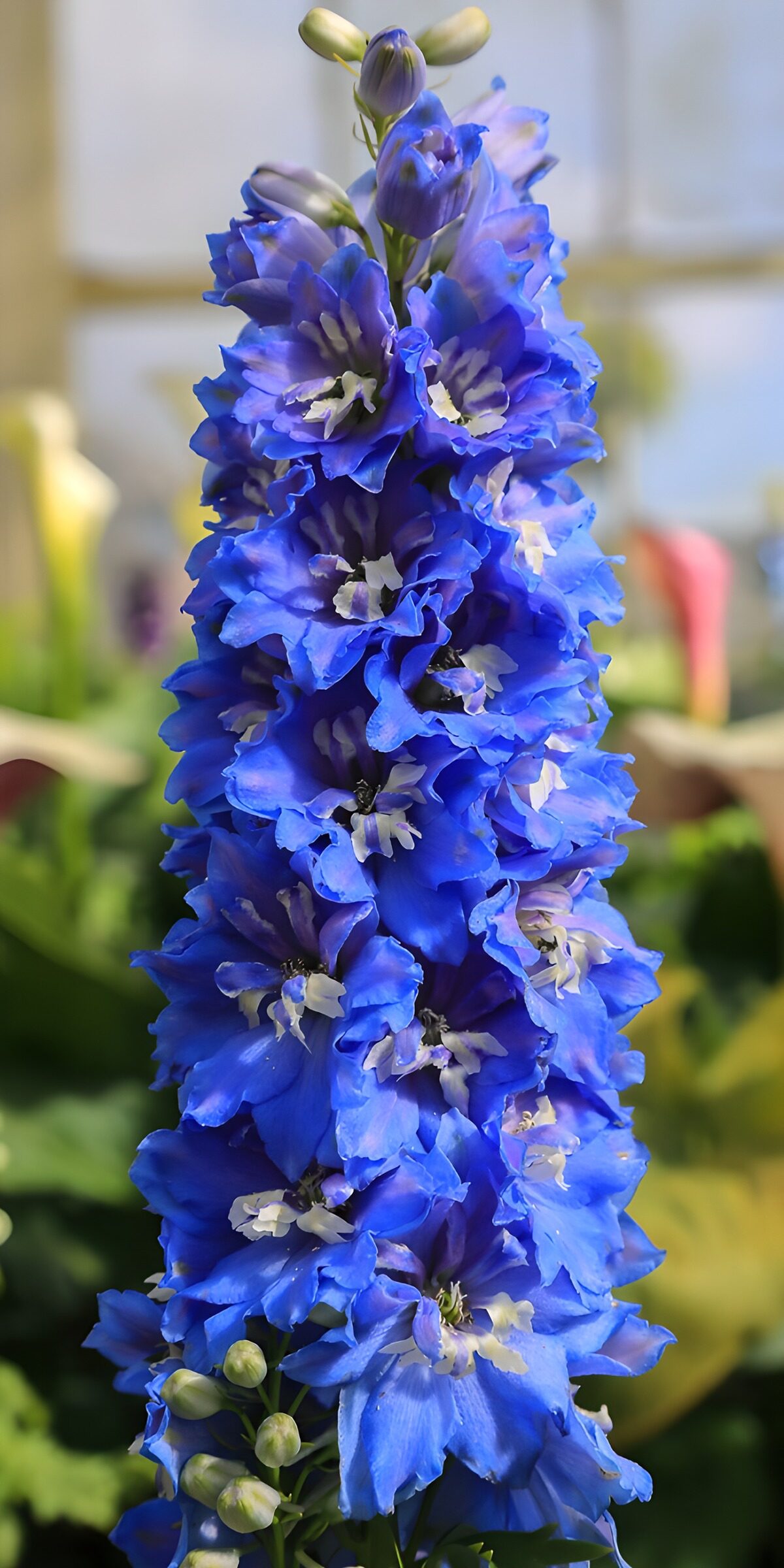 Blauer Rittersporn in Nahaufnahme