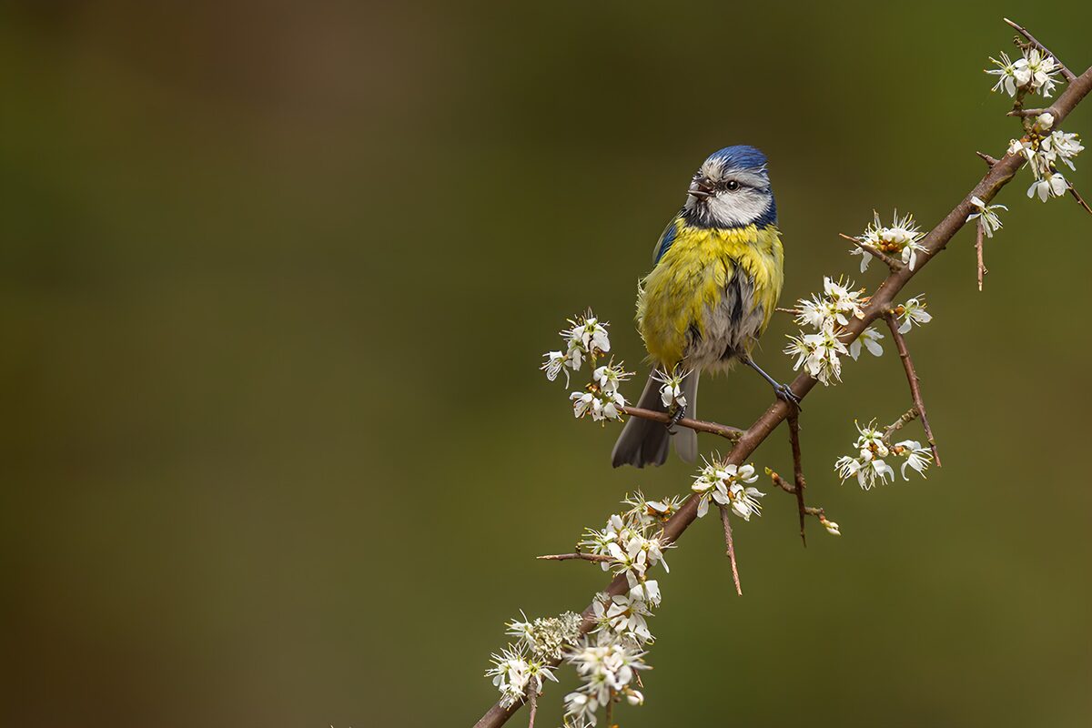 Blaumeise auf weiß blühendem Zweig