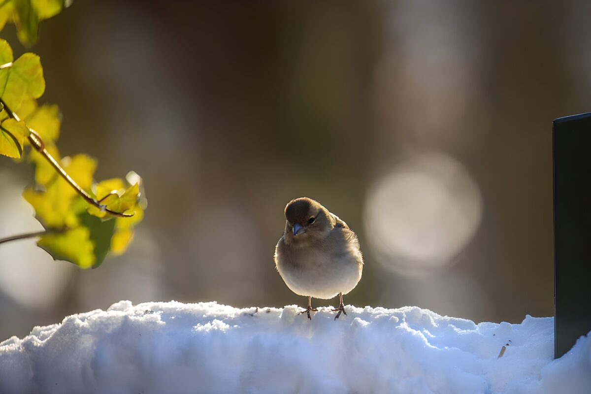 Kleiner Vogel im glitzernden Schnee