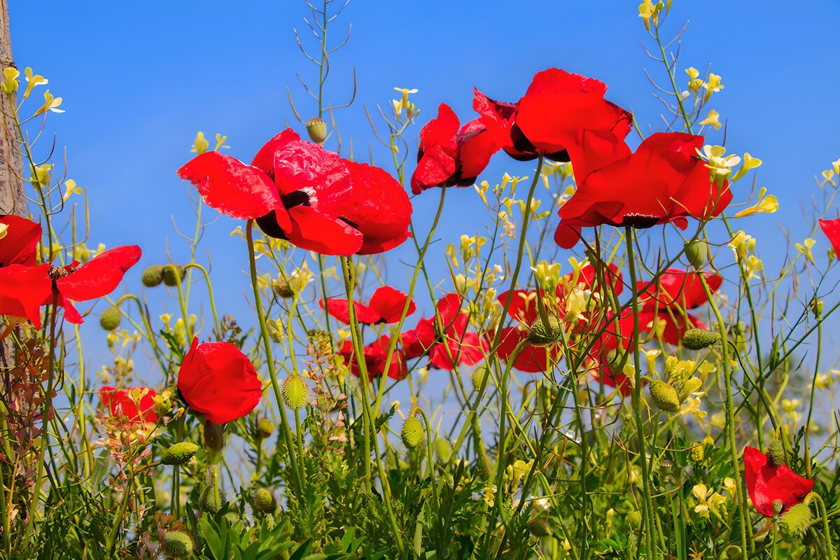 Roter Mohn und gelbe Blüten in der Sonne