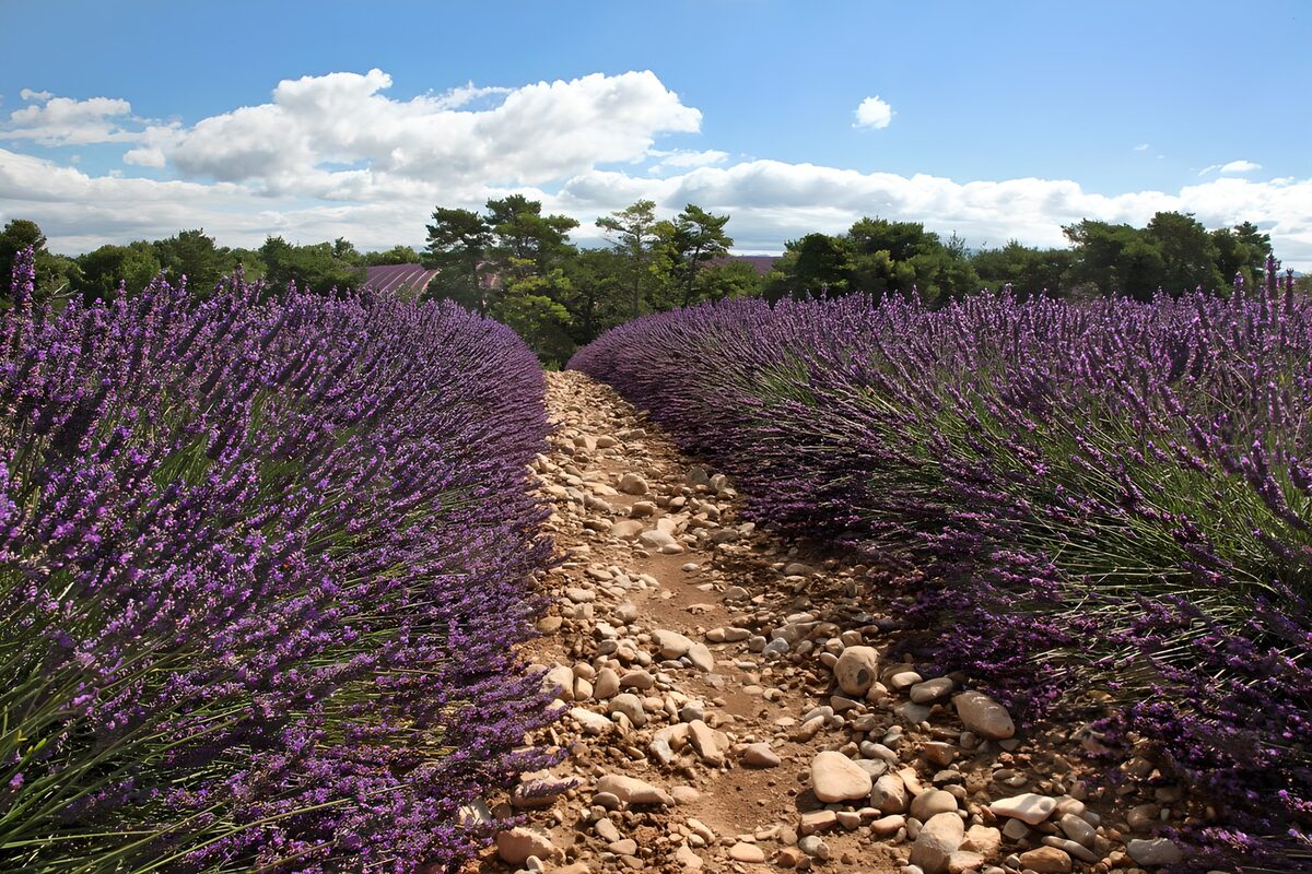 Steiniger Weg durch Lavendel im Sommer