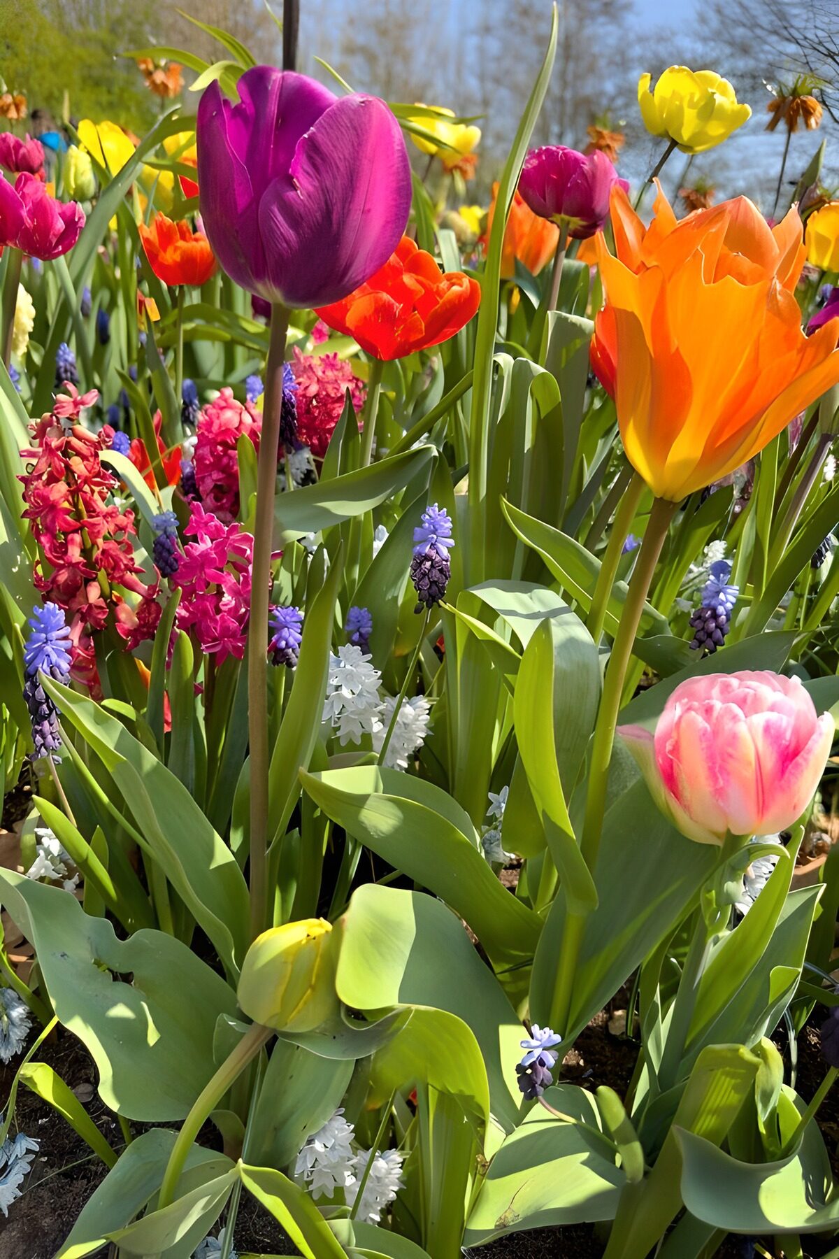 Tulpen und Hyazinthen im Sonnenlicht