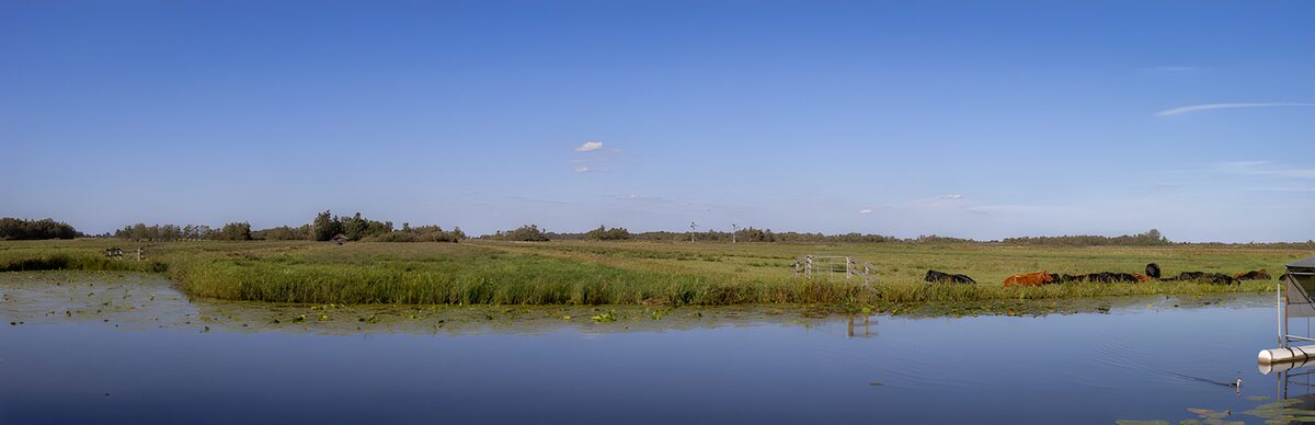 Kühe auf der Weide am stillen Wasser