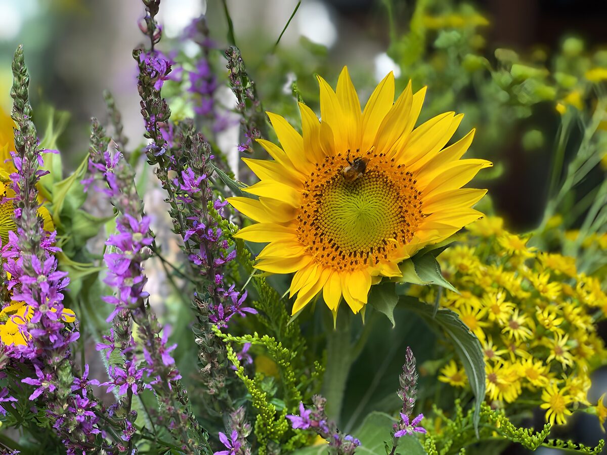 Sonnenblume zwischen lila Blüten