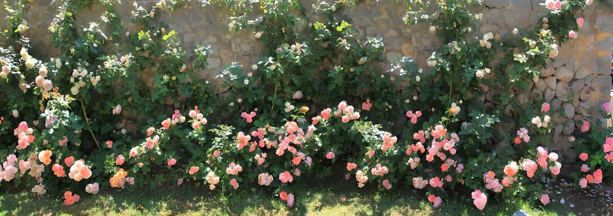 Rosen in Pastell an der Steinmauer