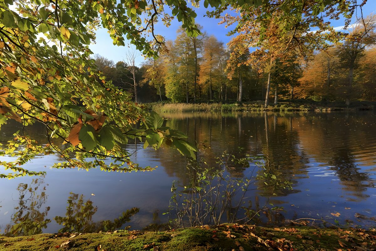 Herbstbäume am stillen Teich