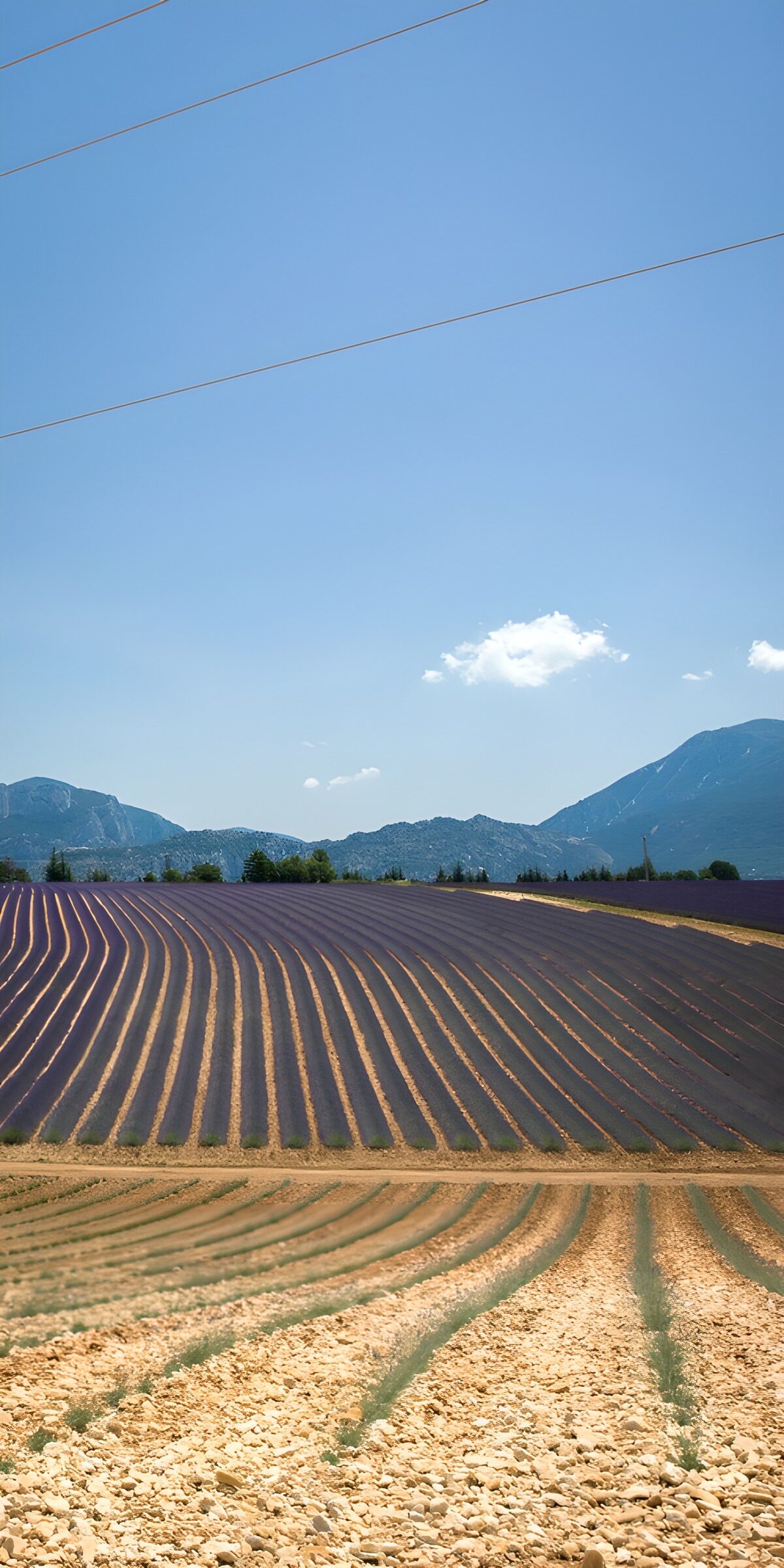 Violette Feldreihen vor den Bergen