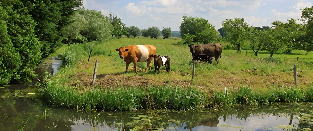 Kühe und Kälber auf der grünen Weide