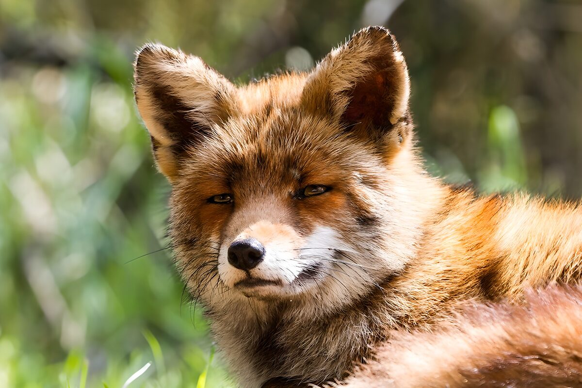 Ruhender Rotfuchs in Nahaufnahme