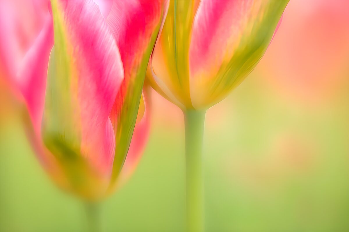 Rosa-gelbe Tulpen ganz nah