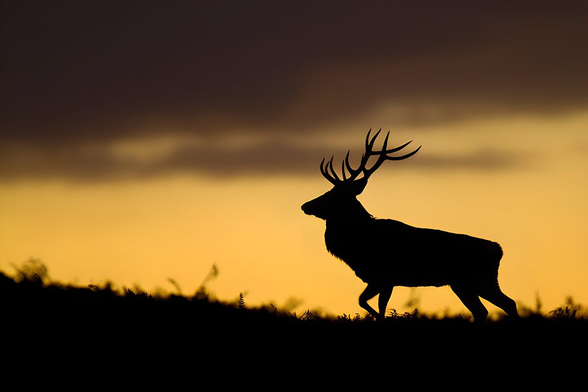 Hirschsilhouette vor goldenem Abendhimmel