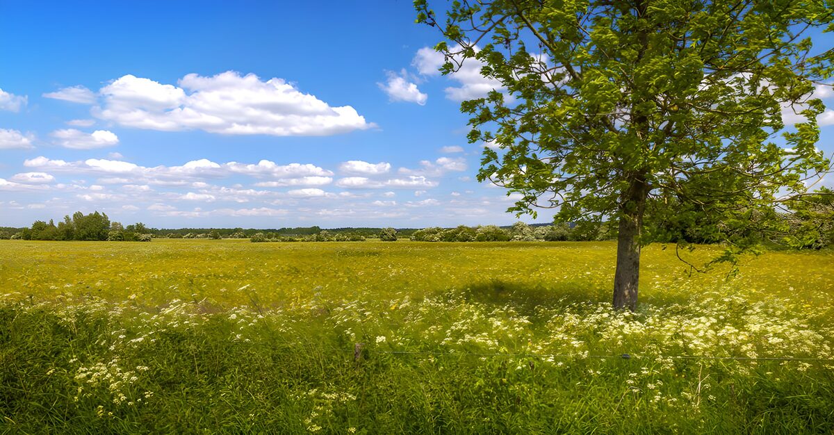 Sonnige Blumenwiese mit großem Baum