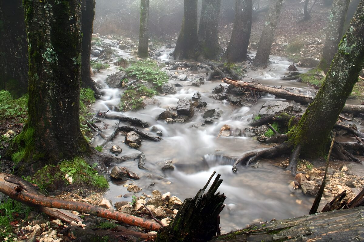Waldbach zwischen Wurzeln und Felsen