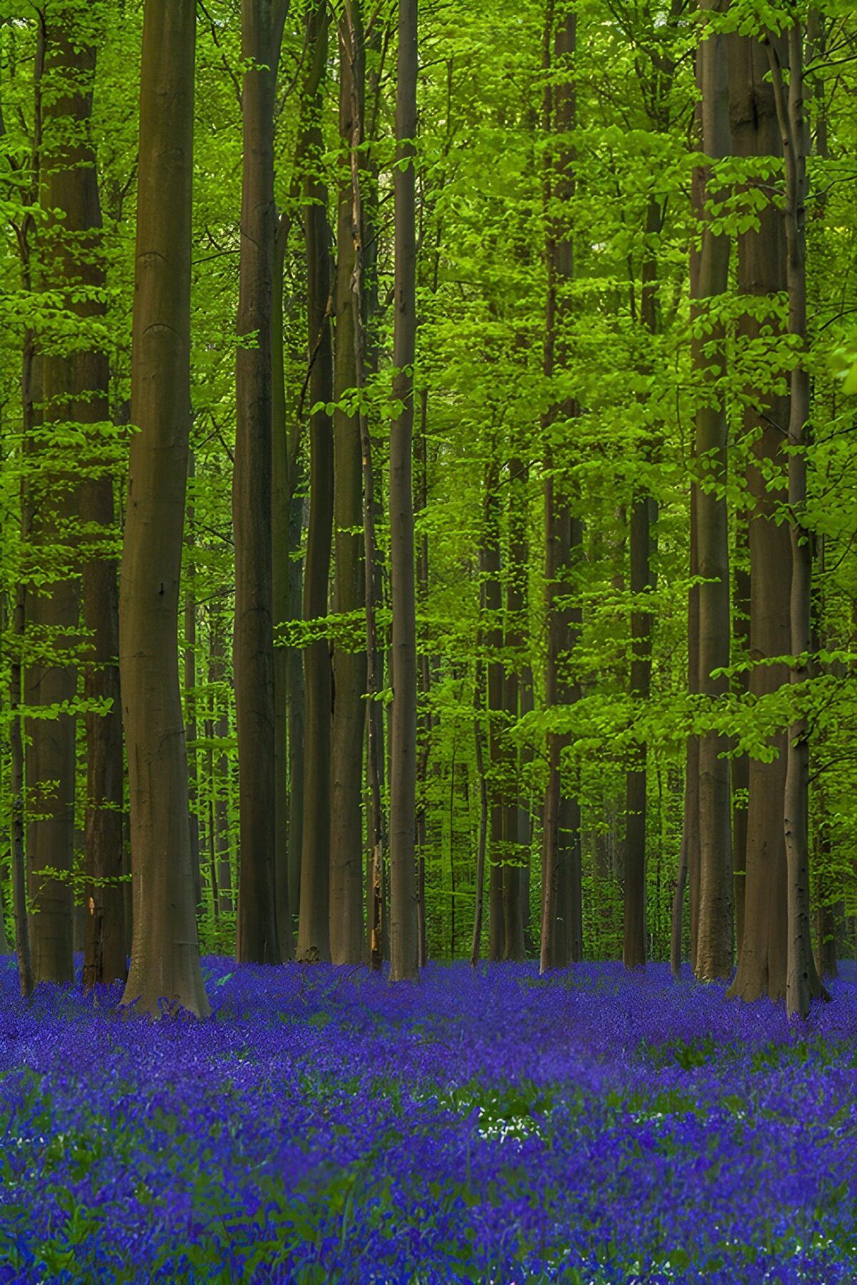 Buchenwald mit blauen Hasenglöckchen