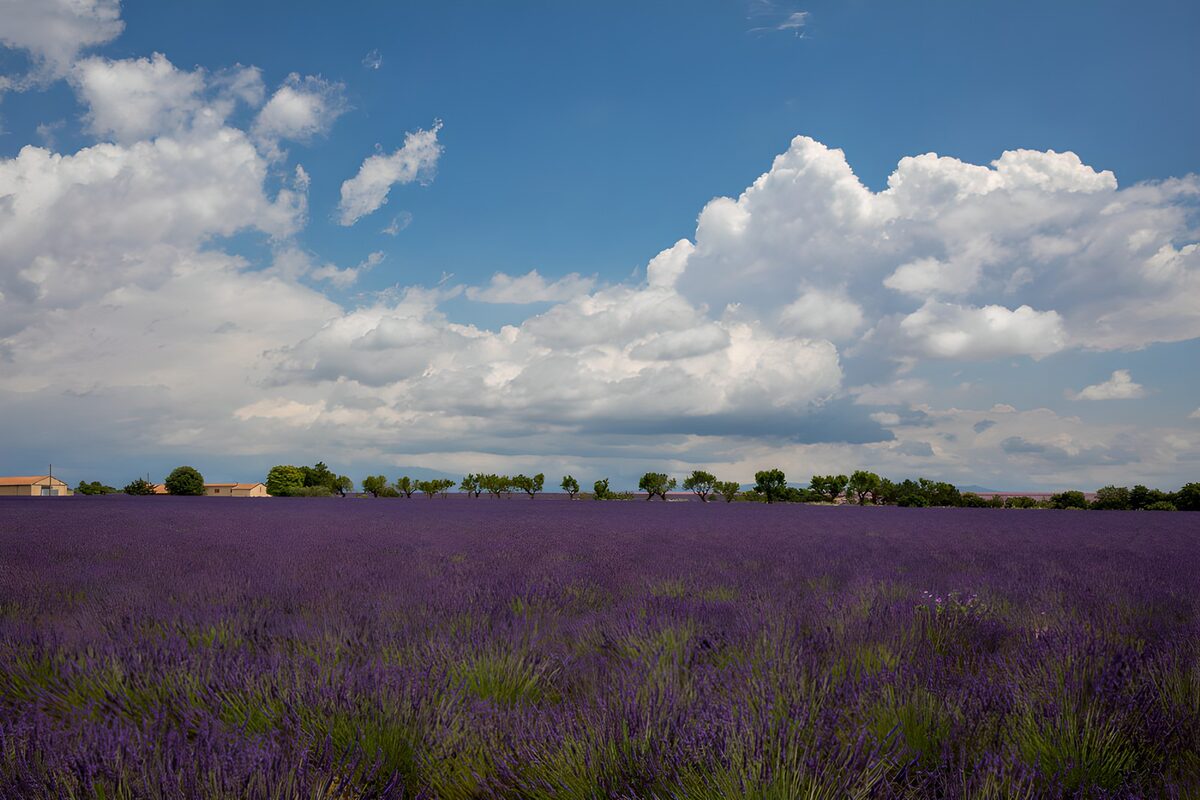 Lavendelfeld unter großen Sommerwolken
