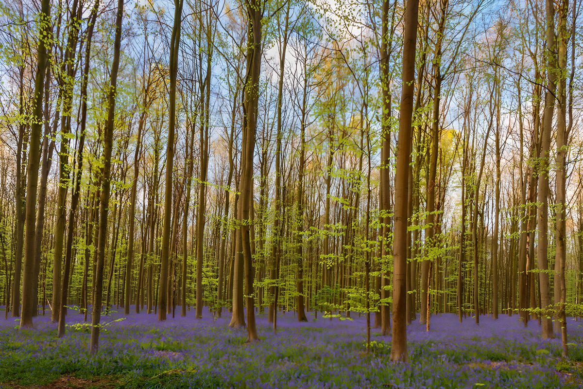 Blauer Blütenteppich im Frühlingswald