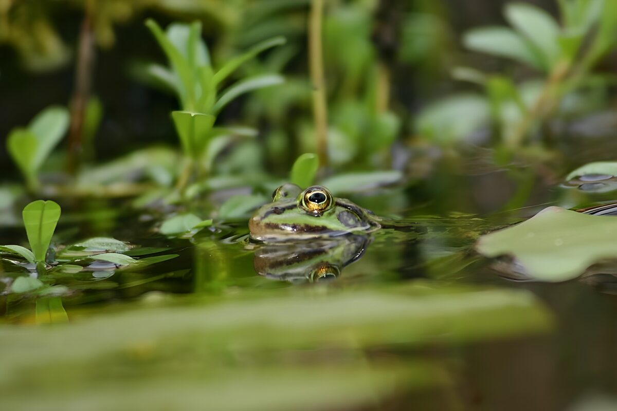 Wachsamer Frosch mit Spiegelbild im Teich