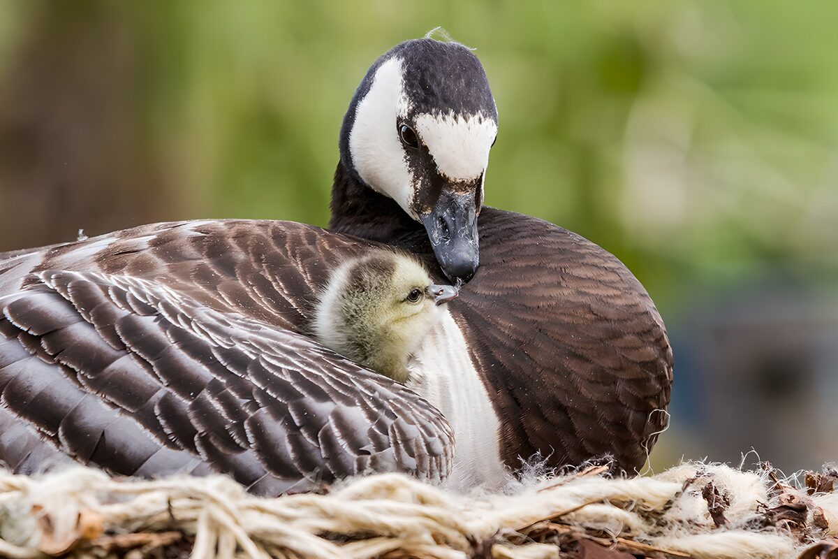 Gans und Küken, dicht an dicht im Nest