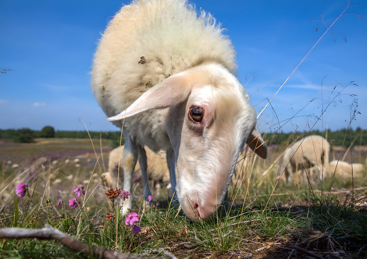 Weißes Schaf auf sonniger Wiese