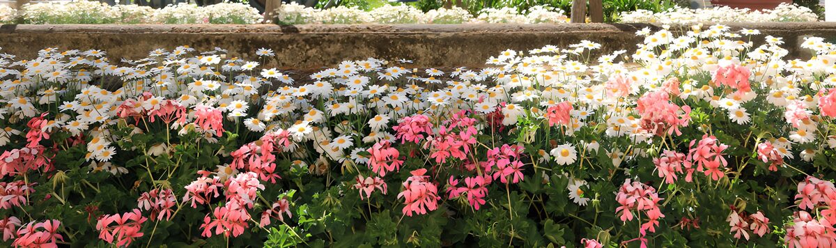 Geranien und Margeriten in Sommersonne