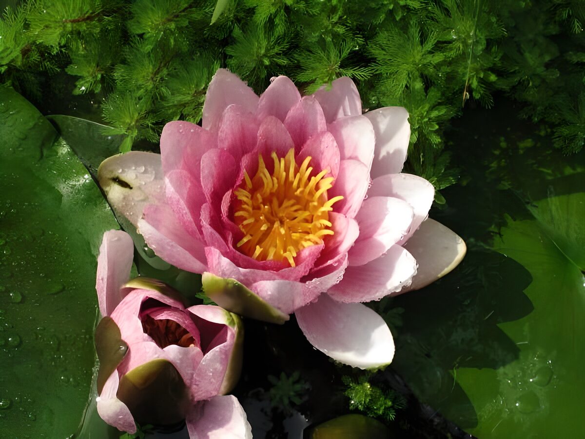 Rosa Seerose im hellen Sonnenlicht