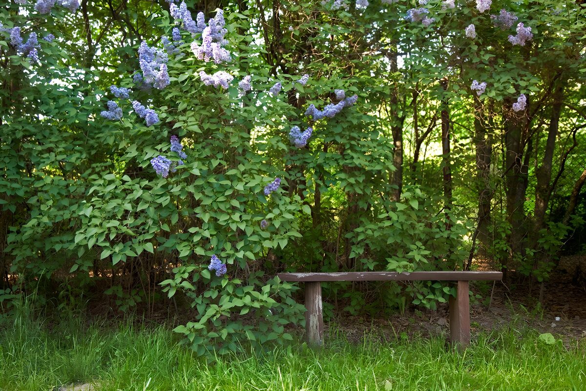 Holzbank unter blühendem Flieder