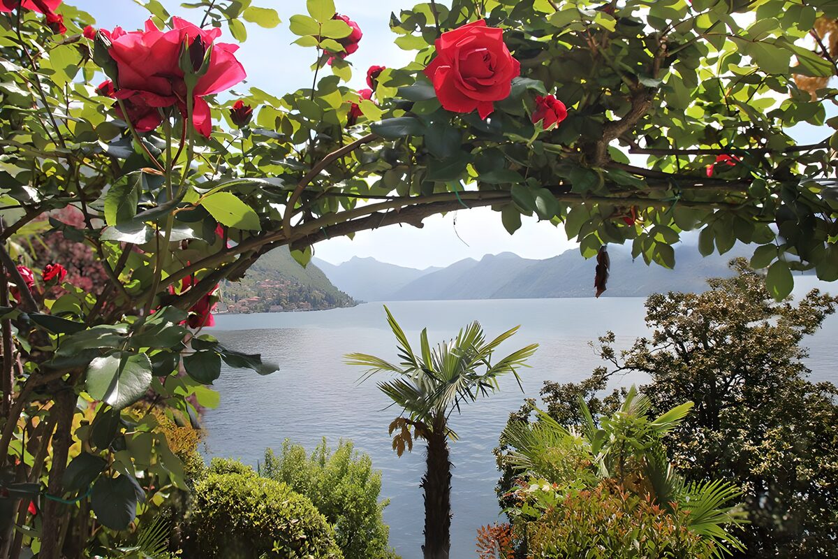 Rote Rosen vor See und Bergkulisse