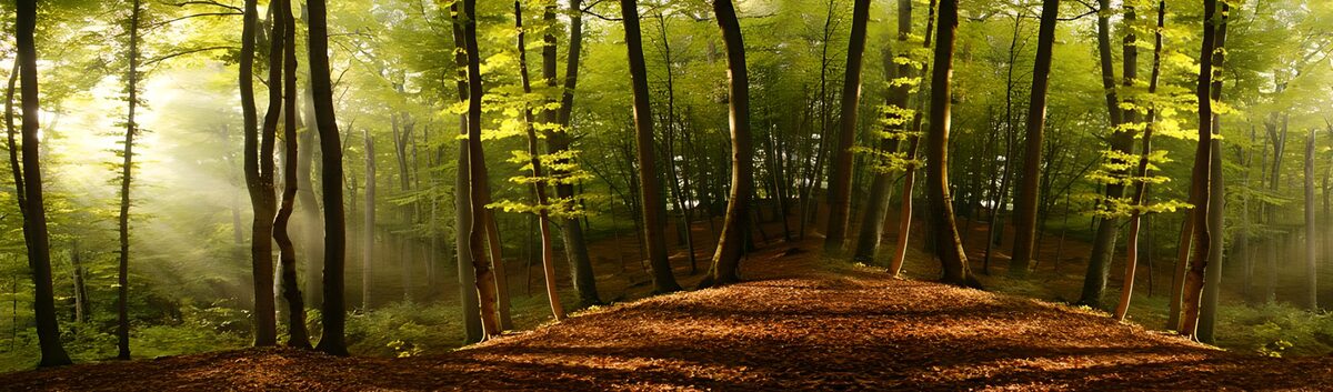 Laubwald im goldenen Sonnenlicht