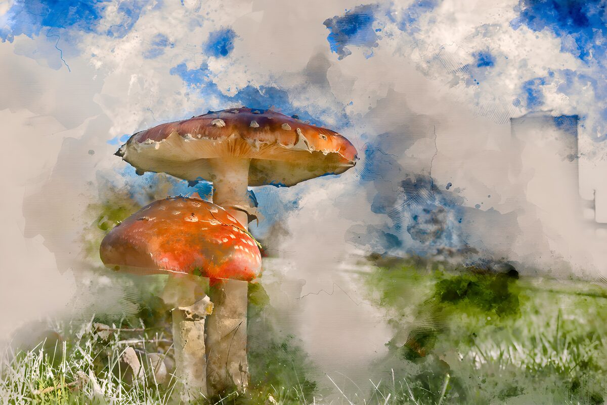 Zwei Fliegenpilze in zartem Aquarell